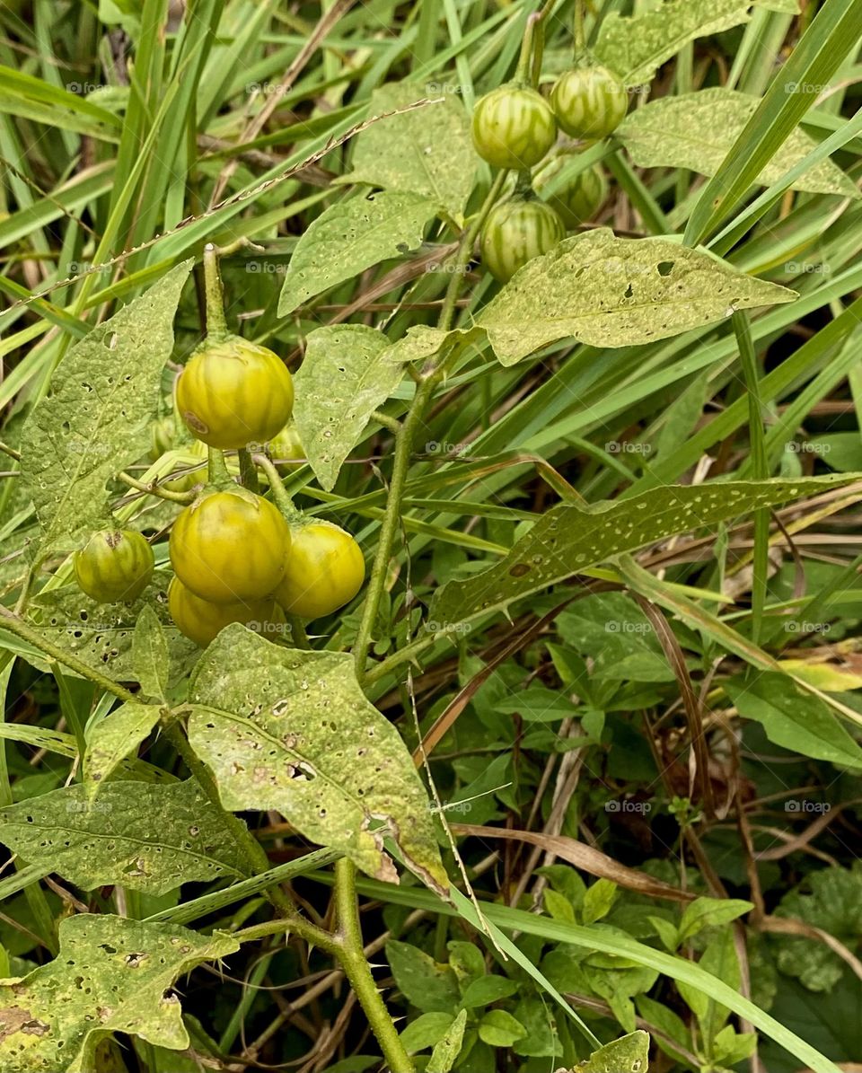 For the love of weeds: Carolina Horse Nettle