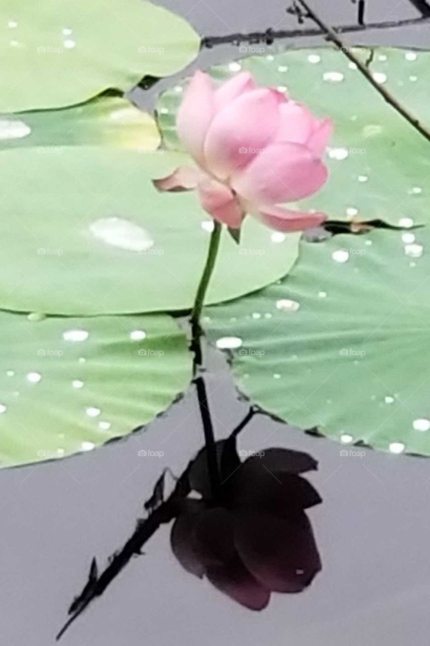 original lily no edit