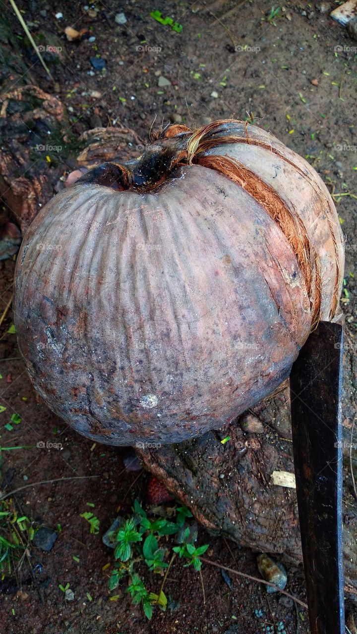 Peeled coconut for cooking purposes