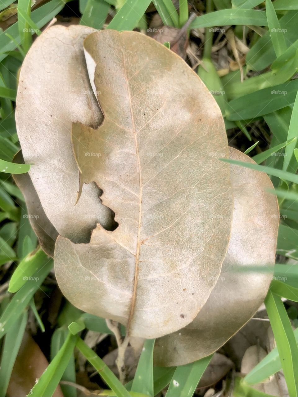 Some pewter colored leaves found in the grass. Love how one’s been eaten away and leaves a silhouette on top of another. 