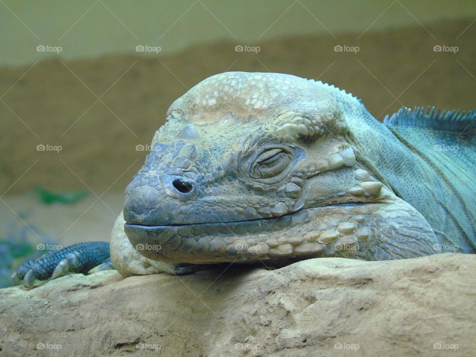 Iguana take a nap, sweet dragon face