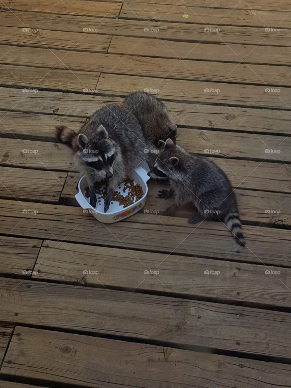 Masked bandits caught stealing cat food!