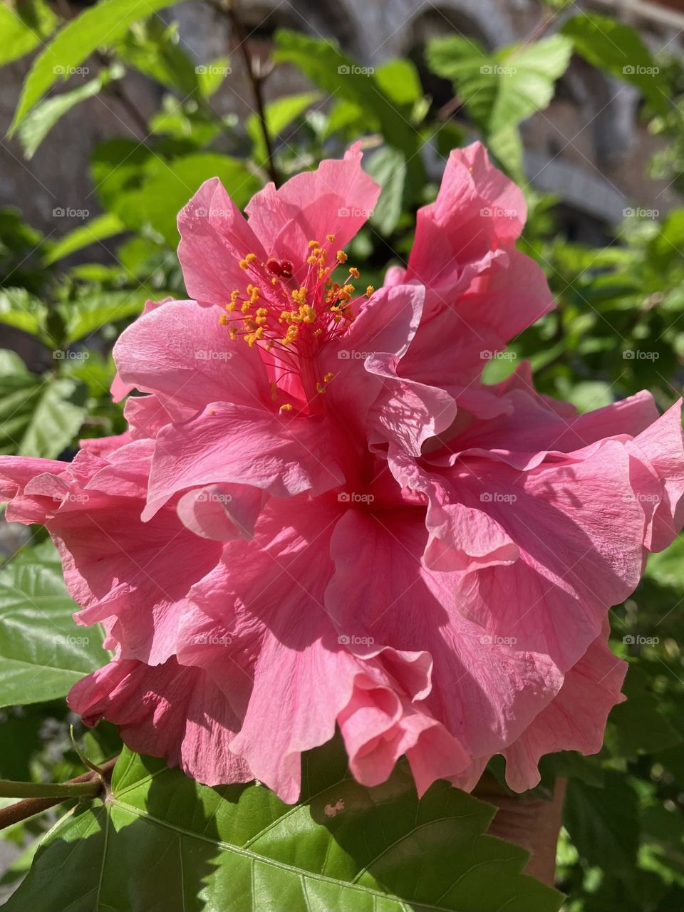 Double hibiscus flower