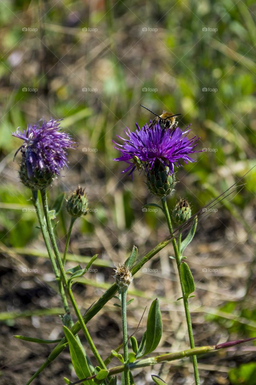 Cornflower meadow