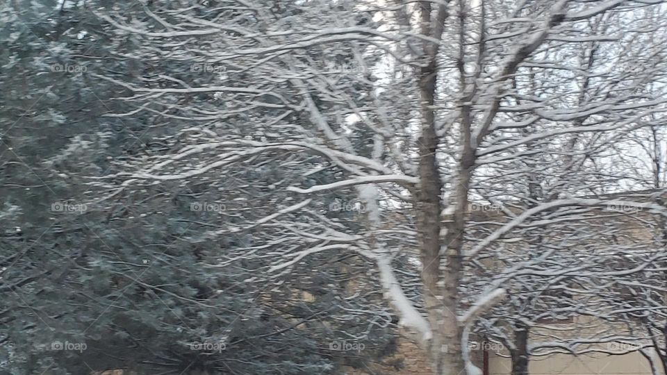snowy tree's