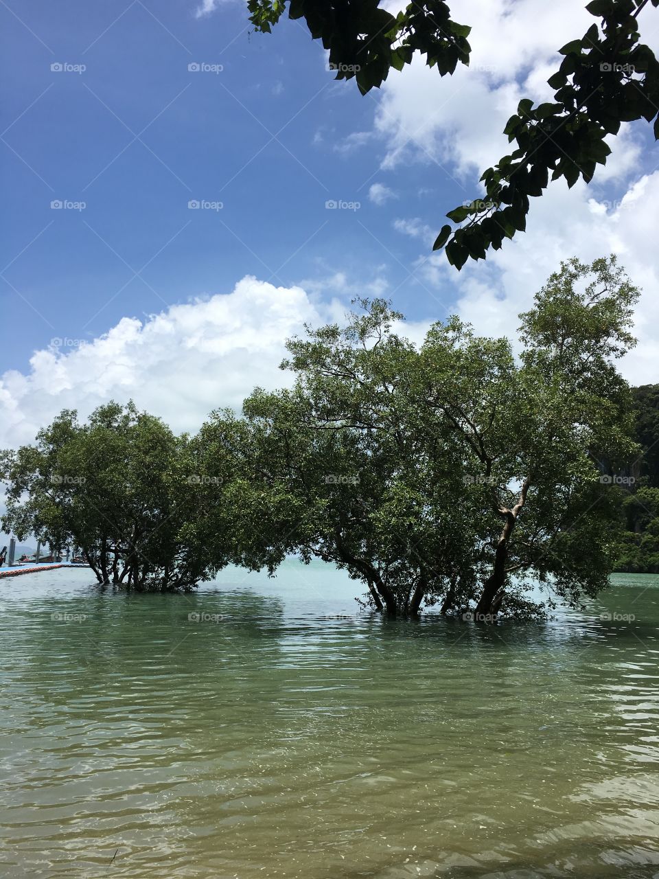 Trees in water