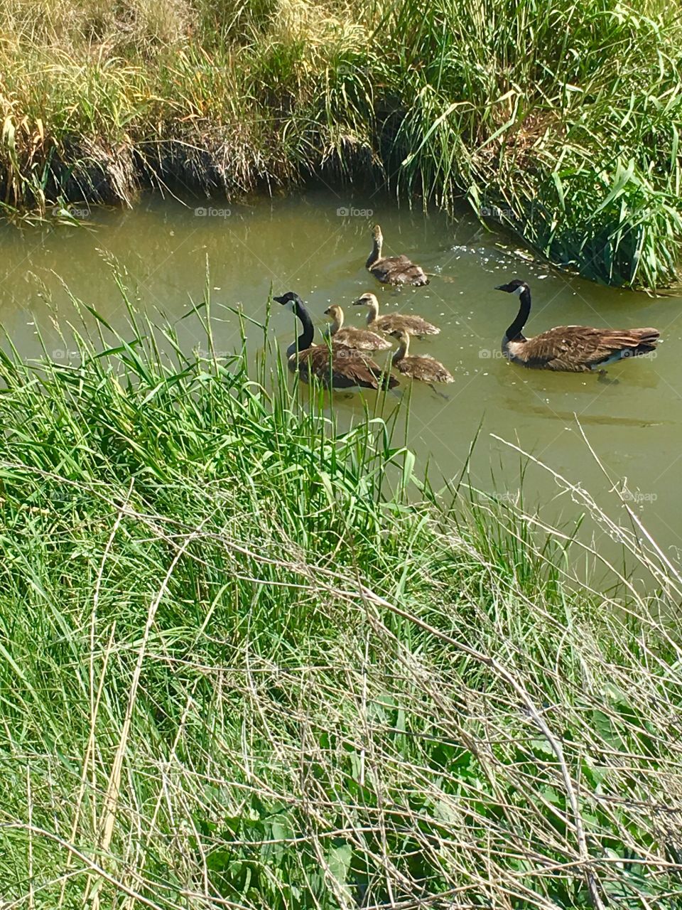 Backyard buddies. Geez. Babies. Goslings. Feathers. Water. Green. Bird.
