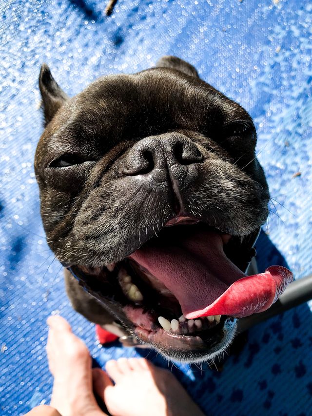 Suns out, tongues out. Enjoying the beginning of summer with some big smiles and puppy love.
