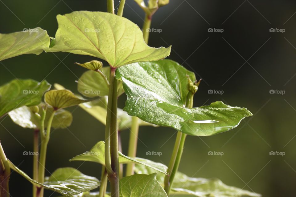 Green leaves/ Folhas verdes