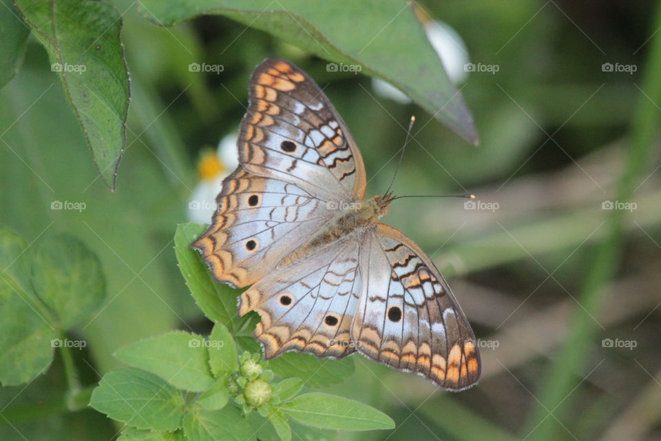 White Peacock Butterfly