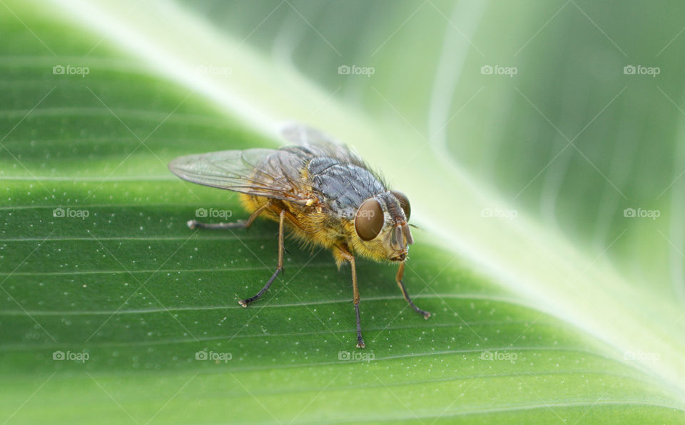 The great Australian Fly