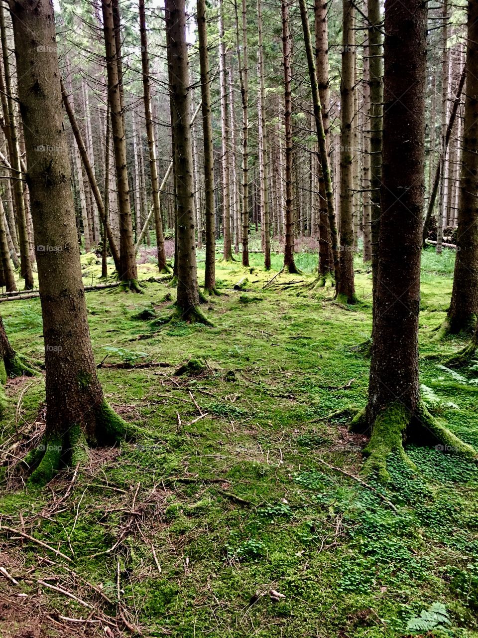 Wood, Tree, Nature, Landscape, Leaf