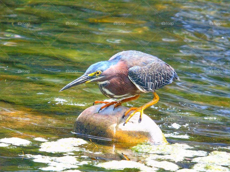 Green heron waiting