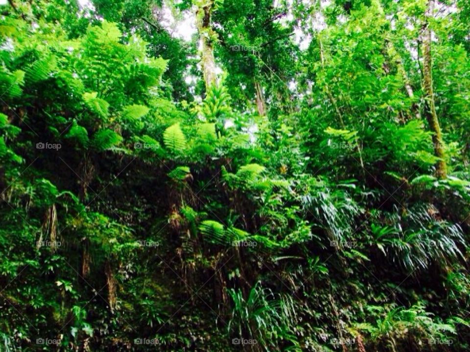 Nature . Dominica 