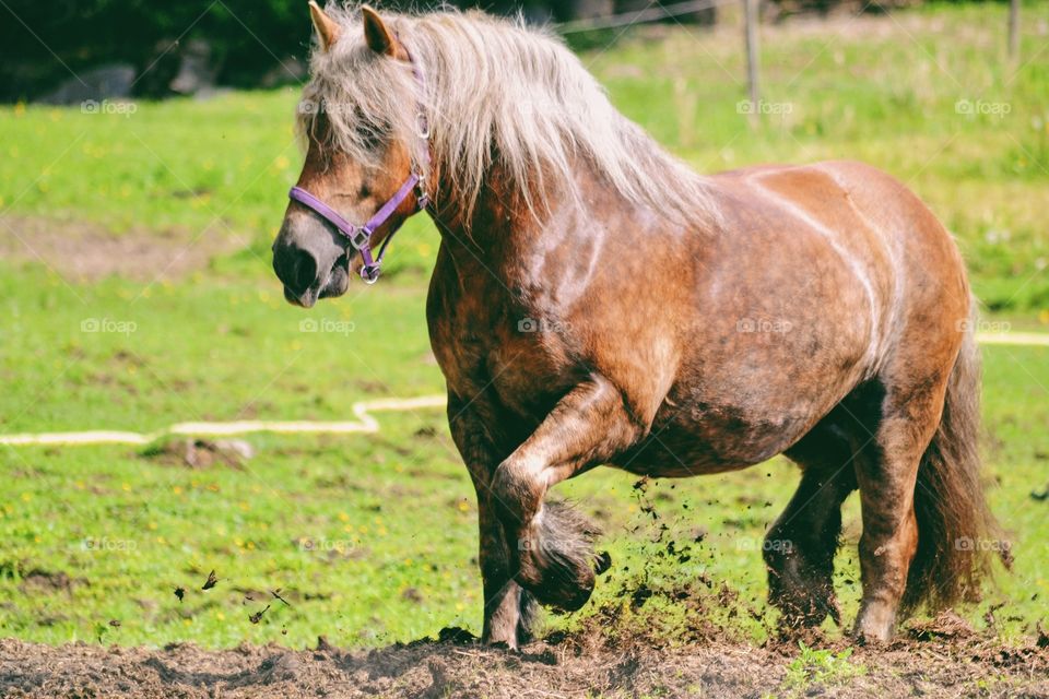 Horse running