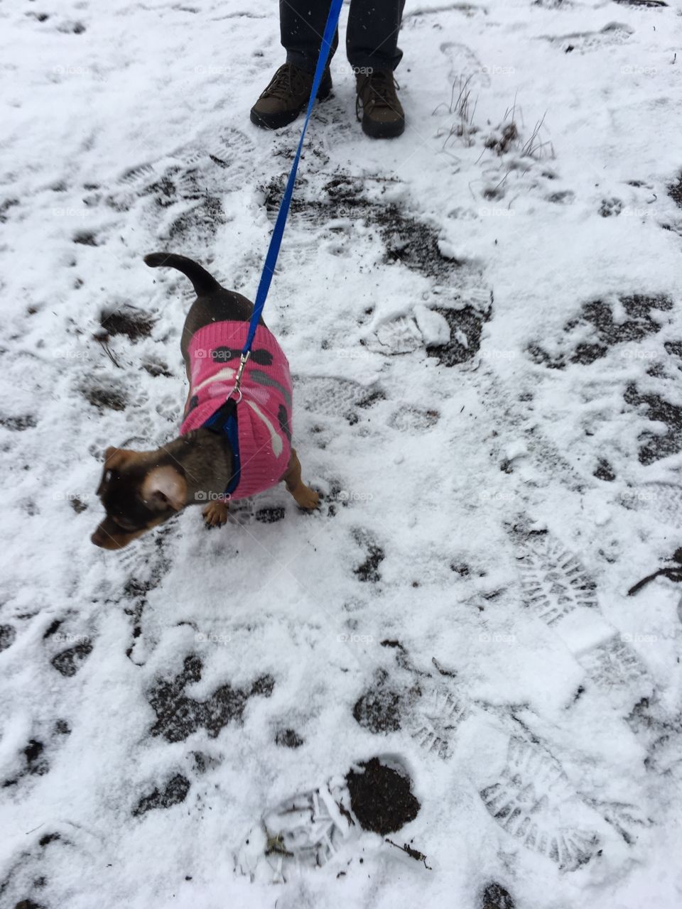 A walk in the snow