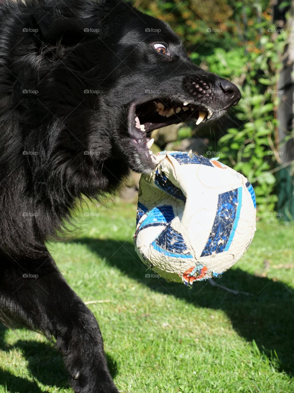 Buddy loves playing with a ball. Unfortunately, not every ball can withstand his teeth