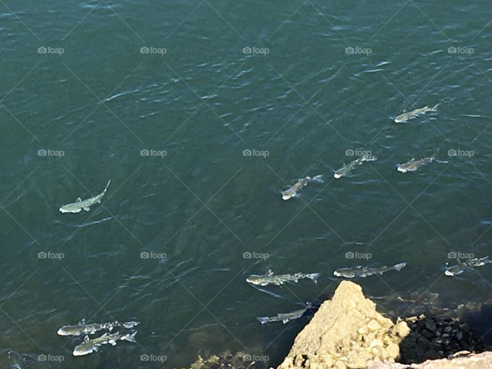 Fishes near surface in large river 