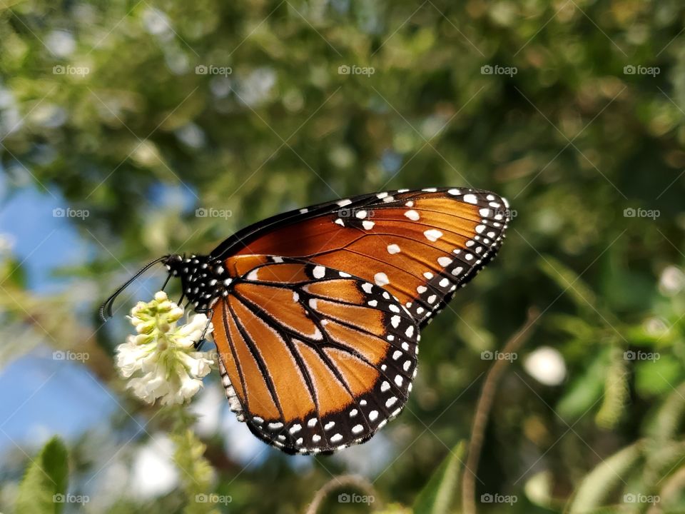 The beautiful queen butterfly.