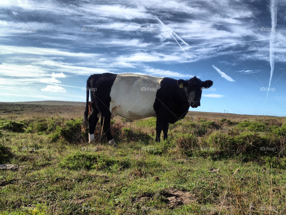 field grass cow contrails by pixel