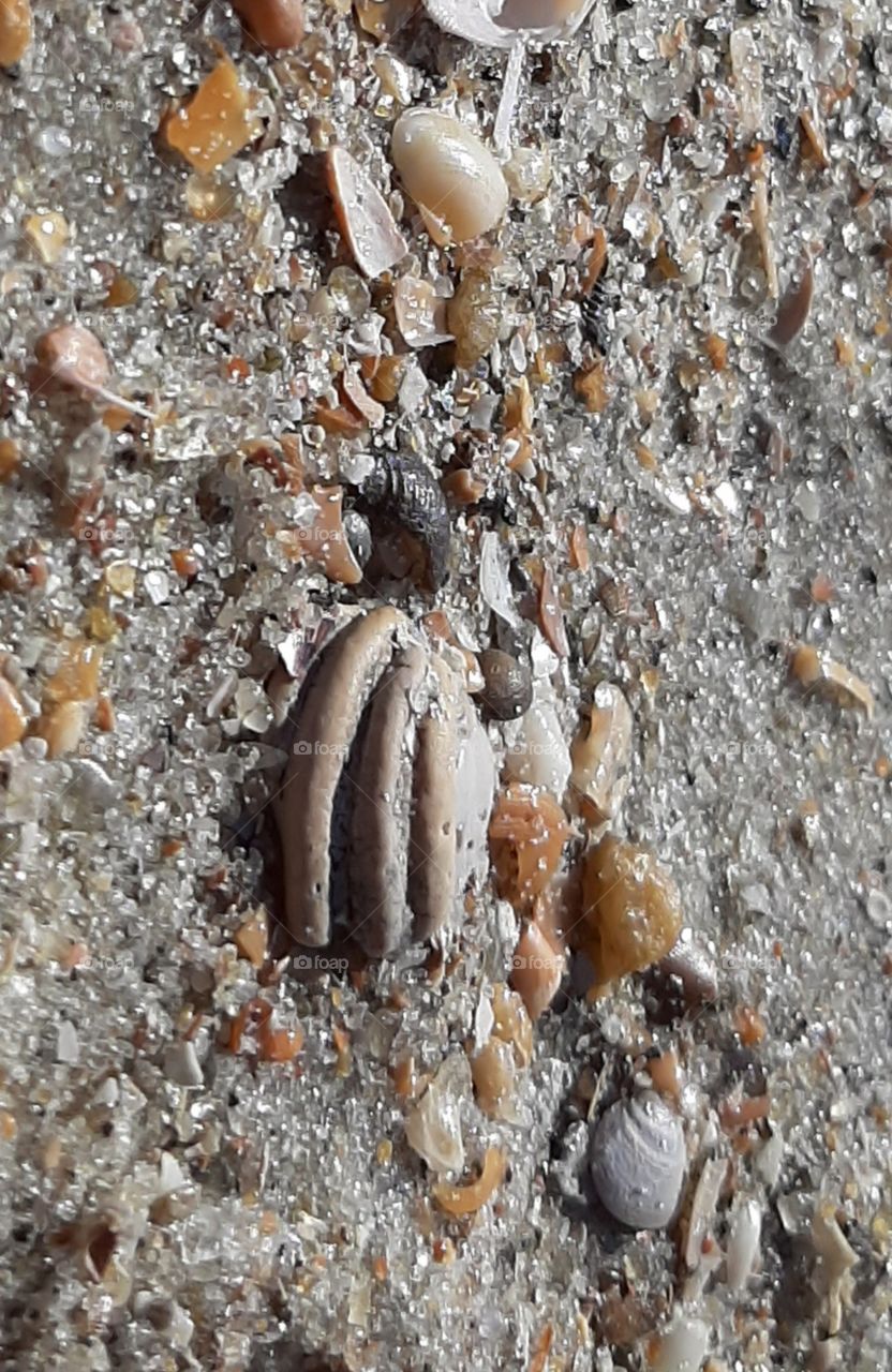 my first find of 2020 Pawleys Money shell on the beach