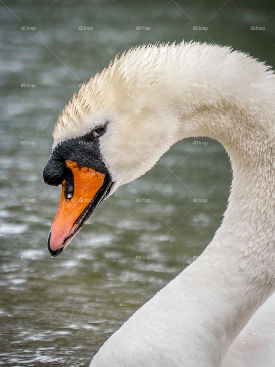 Head shot of a white swan