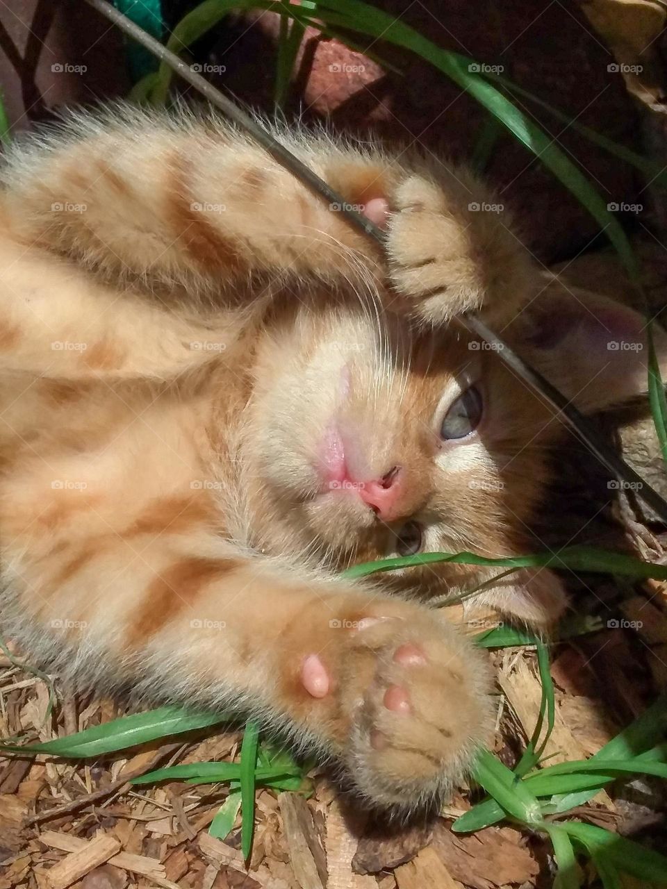 Ginger Kitten lying down outside in the sun playing with a stick