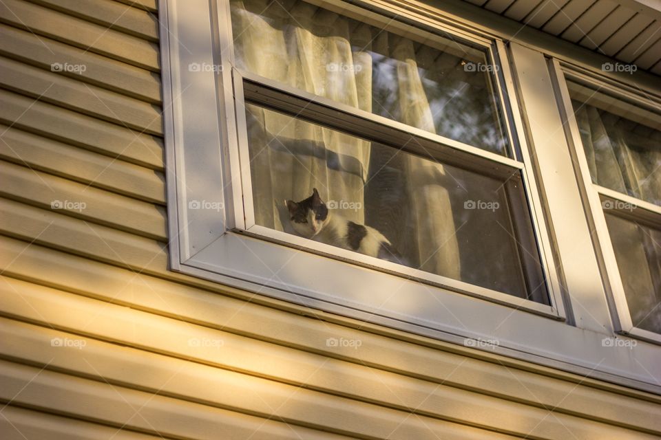 Cat in the window