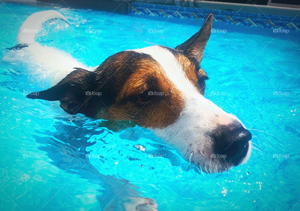 Close up image of a dog swimming in a swimming pool on a sunny day. 