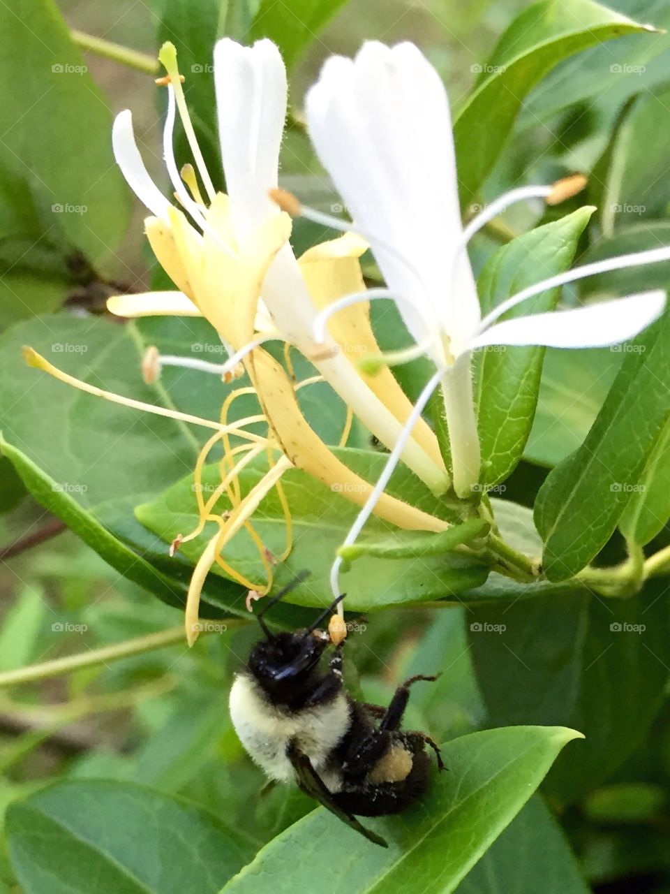 Rappelling Bee