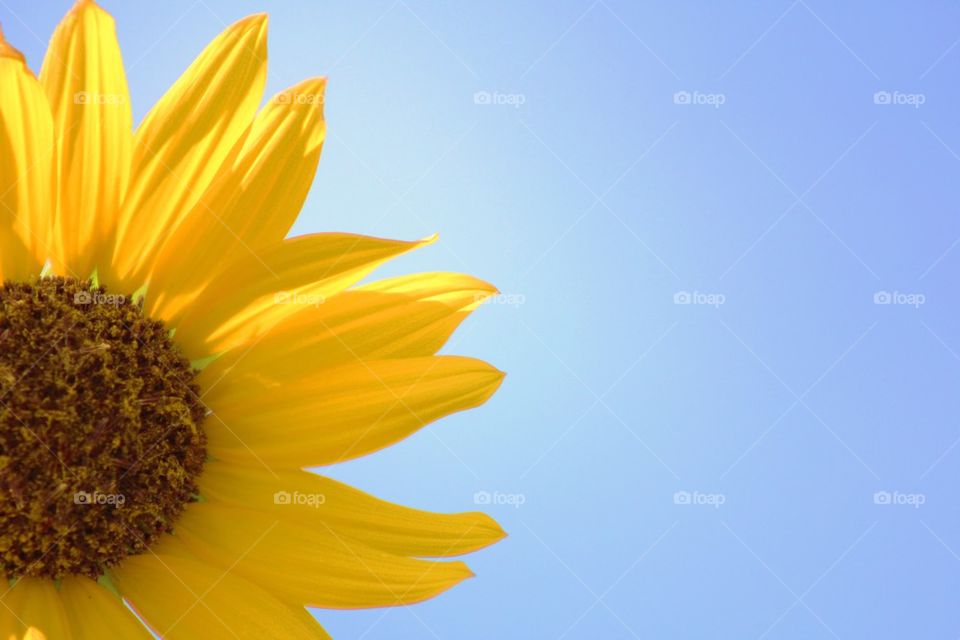 Sunflower Sky