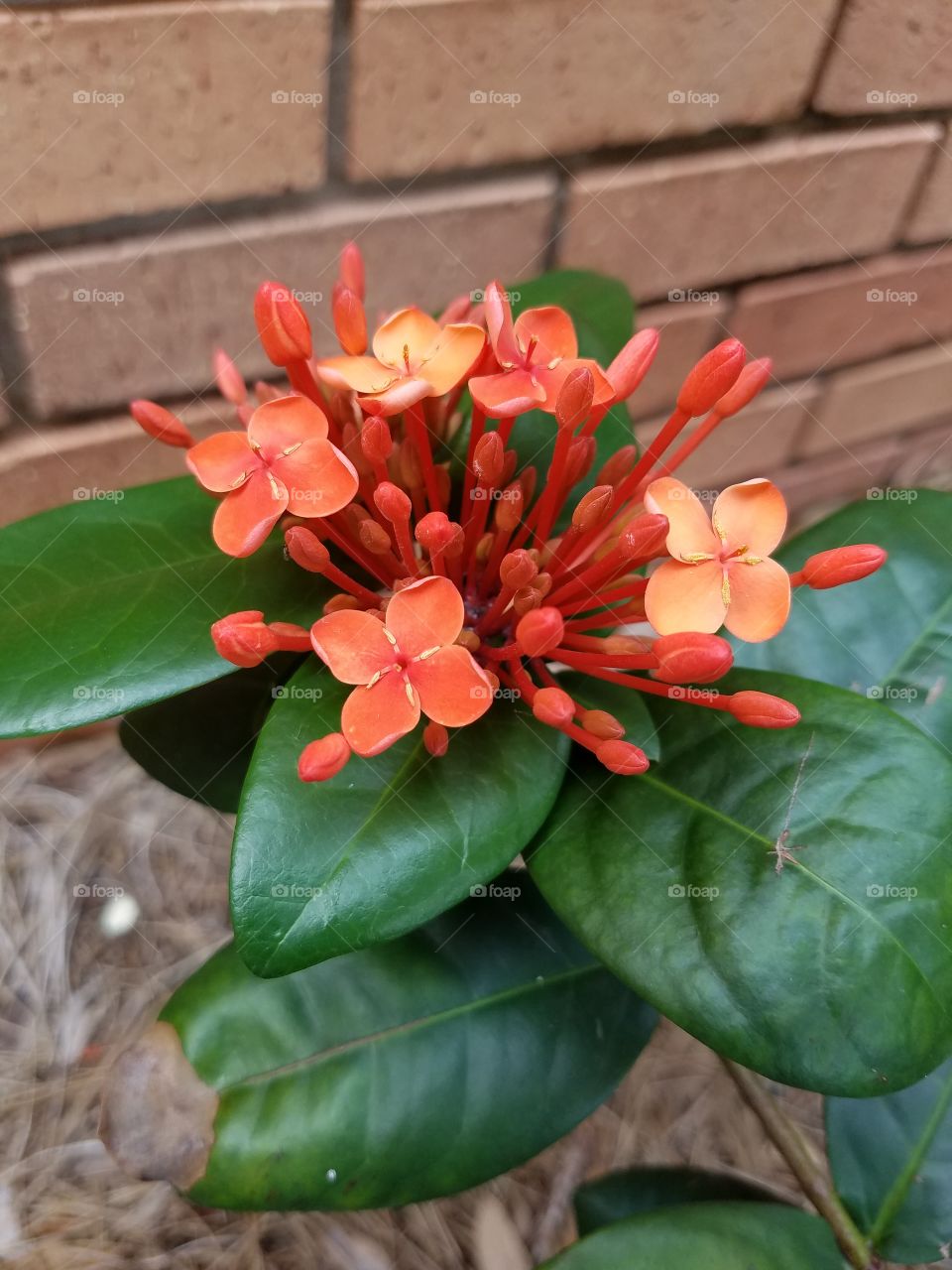 bright peach flowers, not sure type