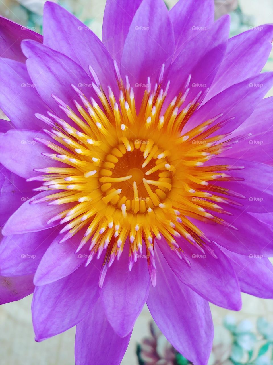 lotus flowers captured