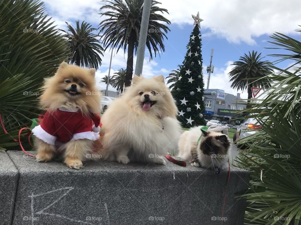 Christmas season time with cuties pets with Christmas tree 🎄