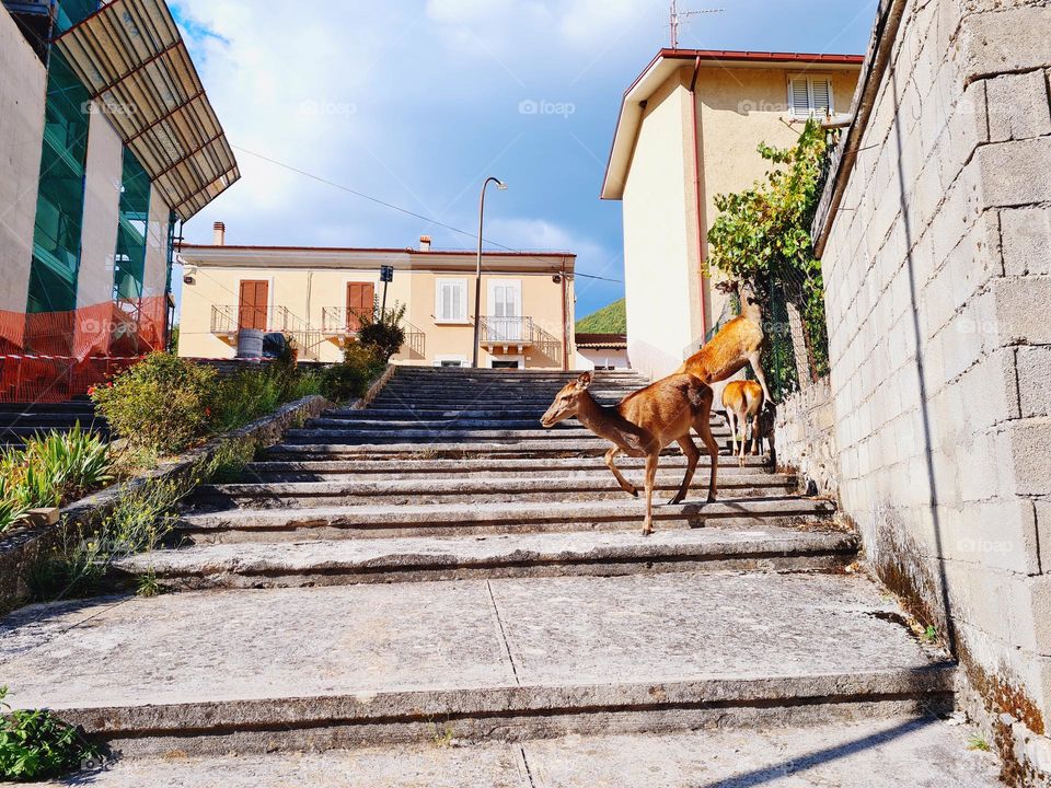 Wild deer venture along the city centre