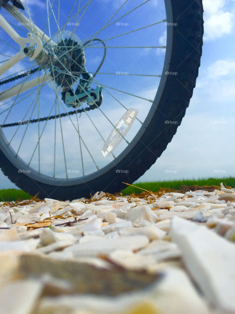 Bike adventure . Shells bike wheel
