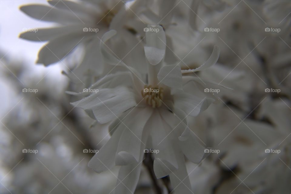 White Magnolia Tree Blossoms in the Spring