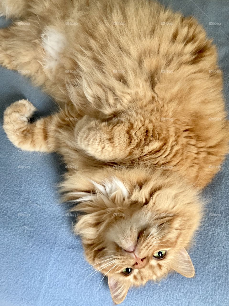 Large orange cat looking upside down from bed