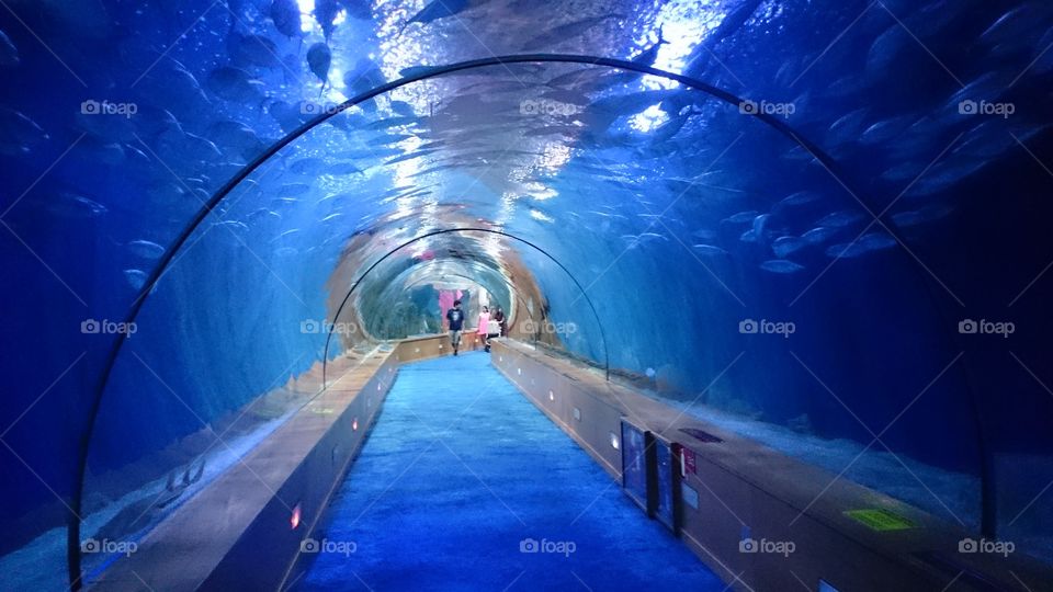 aquarium-tunnel