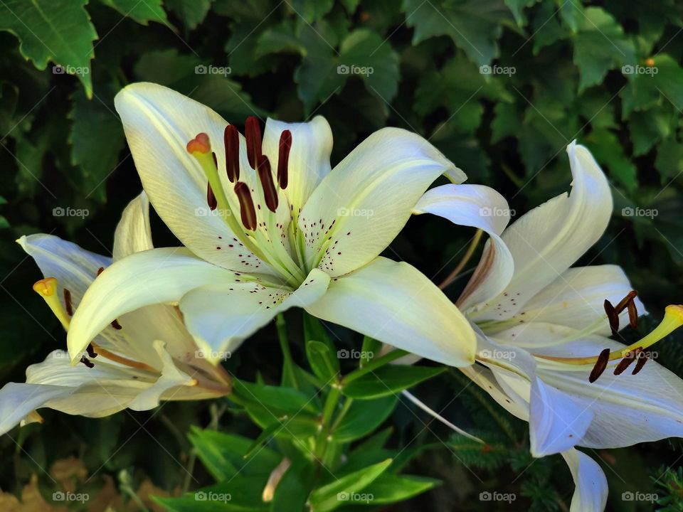 Macro photo of flower growing in the garden
