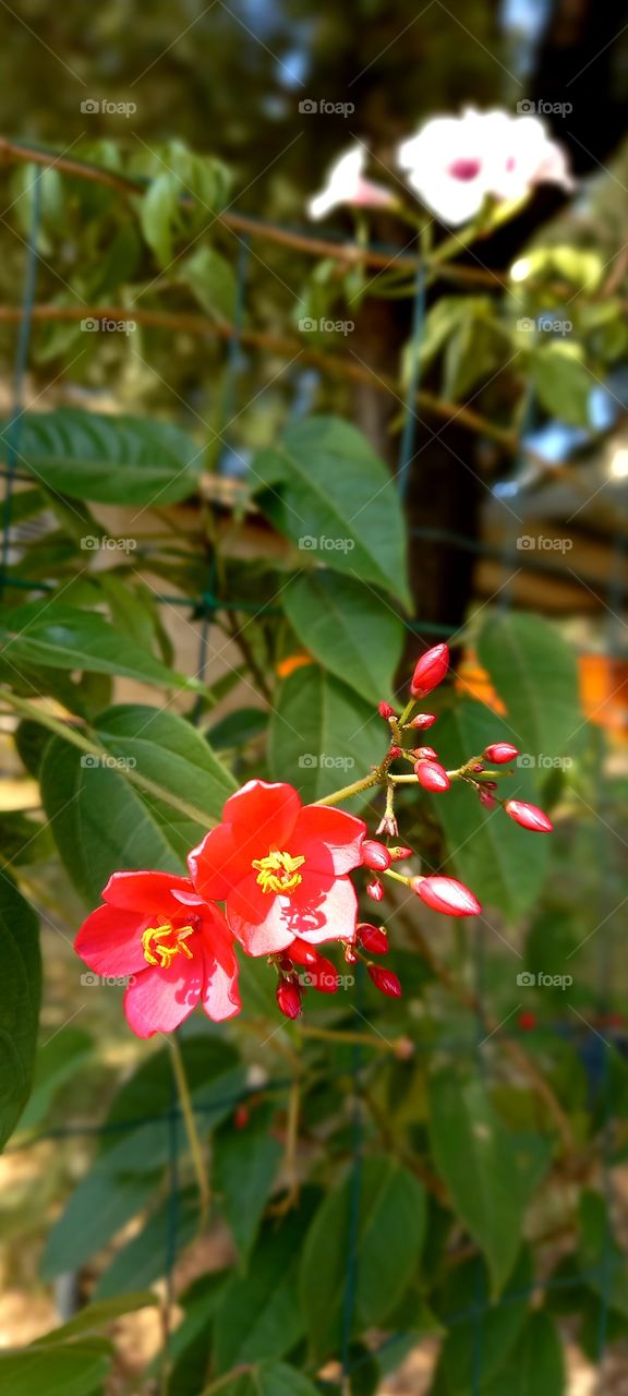 red flowers