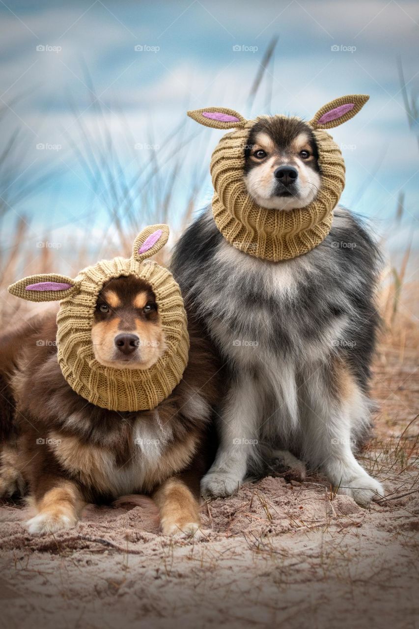Two dogs posing as easter bunnies