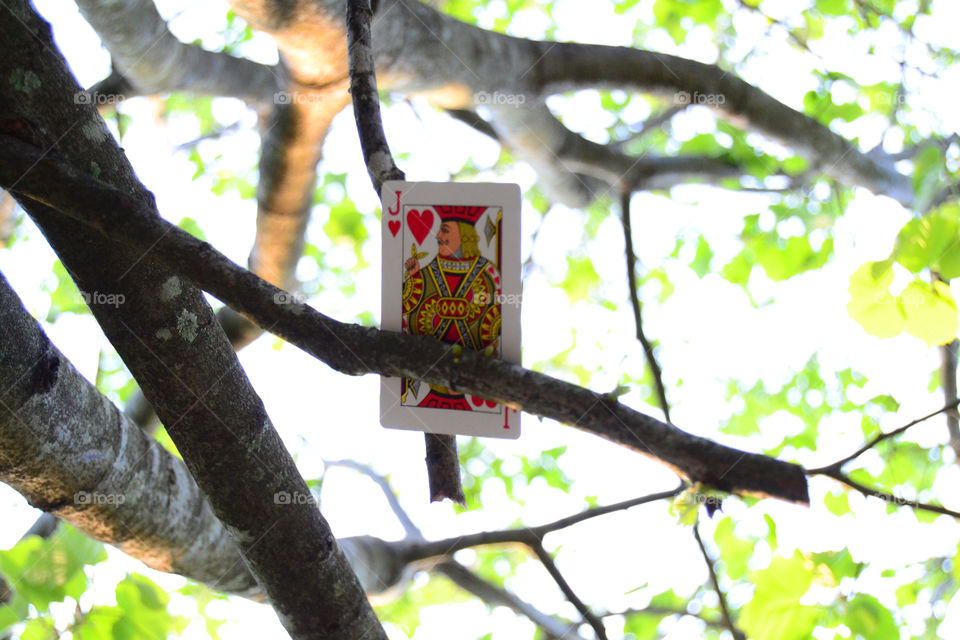 Jack of hearts stuck on a tree