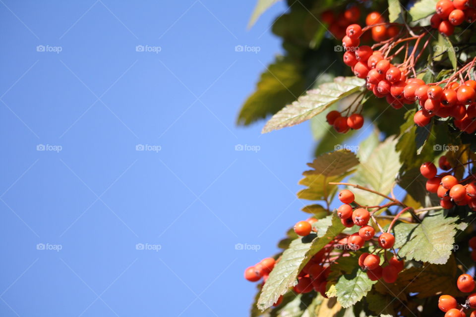 Berries of hawthorne isolated on blue