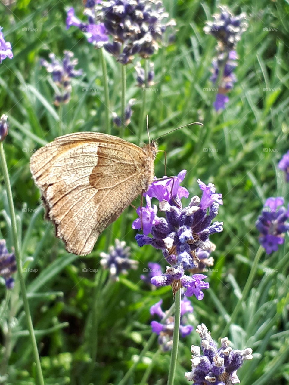 Silent Flutter