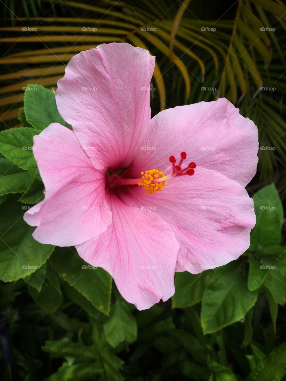 Pink hibiscus flower