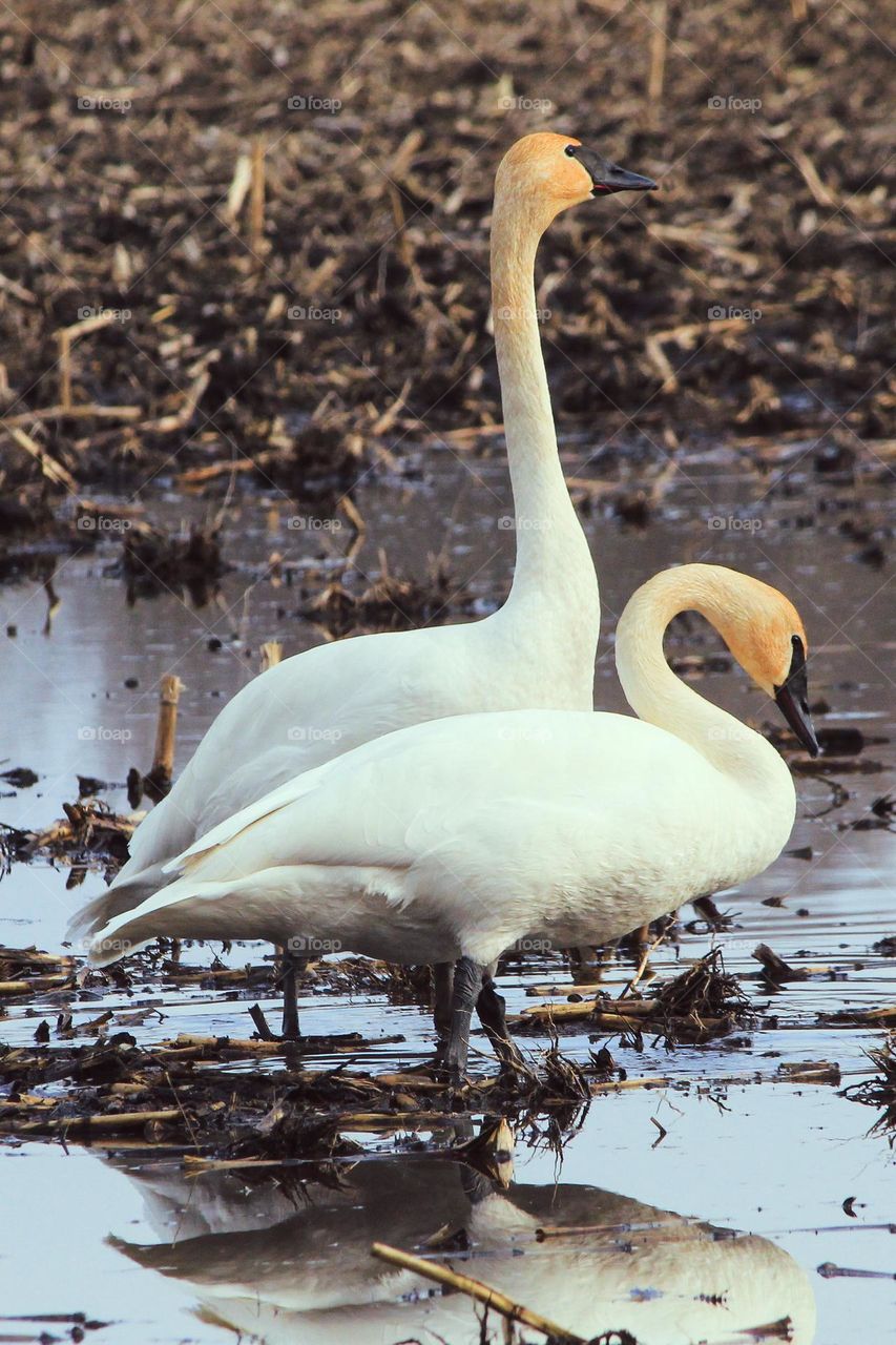 Pair of swans in a swampy field 