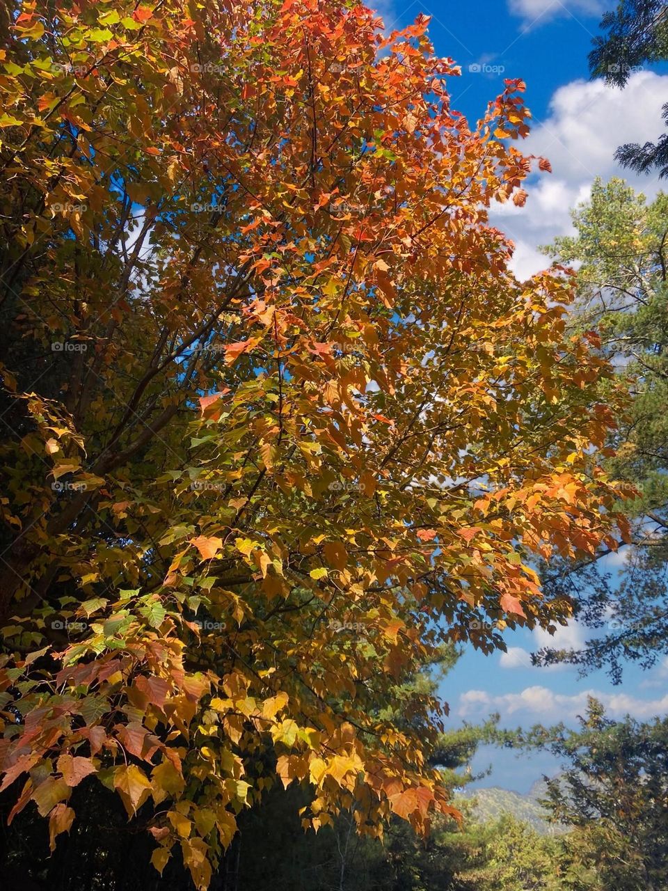 Beautiful maple leaves scenery