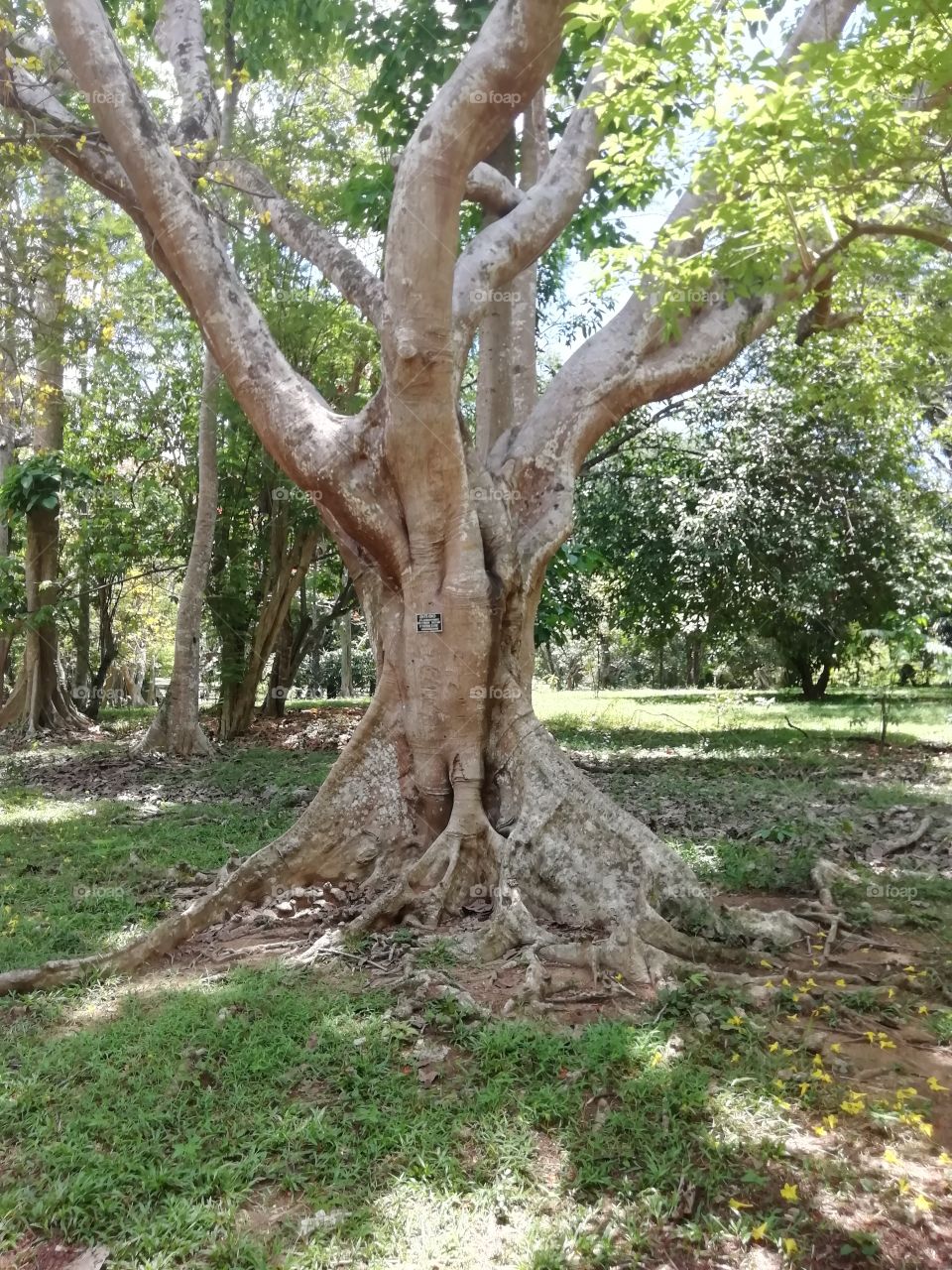 Good old tree has been given us free O2 for Many years ... Thank you my dear friend 🙏🏼😊