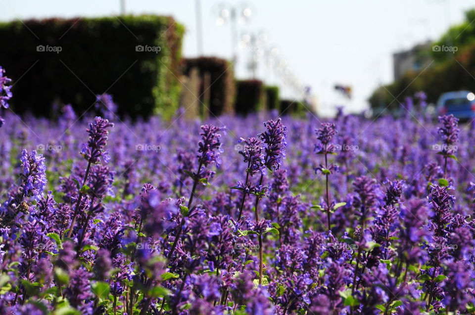 Purple flowers blooming in field